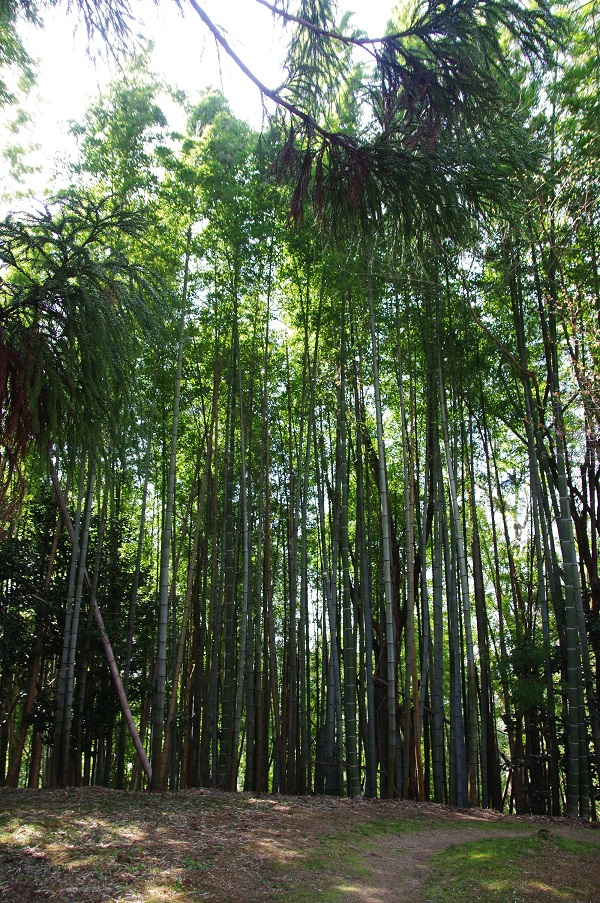 春の竹林